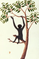 Schwarzer Langarmaffe, Ongka Pitam, aus Zeichnungen von Tieren, Insekten und Reptilien aus Malakka, ca. 1805-18